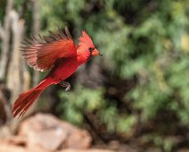 Arizona Cardinal in Flight (190513 - 9785)